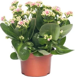 Kalanchoë (Kalanchoe 'Queen') Licht Roze D 14 H 26 Cm 3 Kalanchoë (Kalanchoe 'Queen') Licht Roze D 14 H 26 Cm