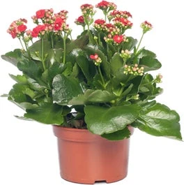 Kalanchoë (Kalanchoe 'Queen') Rood D 14 H 26 Cm 3 Kalanchoë (Kalanchoe 'Queen') Rood D 14 H 26 Cm