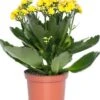 Kalanchoë (Kalanchoe 'Queen') Geel D 14 H 26 Cm 1 Kalanchoë (Kalanchoe 'Queen') Geel D 14 H 26 Cm -Groene Bloom Winkel 8720196854981 0