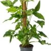 Pijlblad (Syngonium 'Mottled Mojito') D 16 H 60 Cm 2 Pijlblad (Syngonium 'Mottled Mojito') D 16 H 60 Cm -Groene Bloom Winkel 8720196906895 0