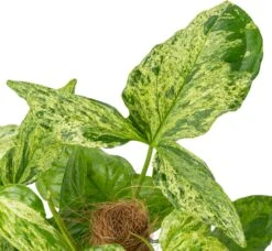 Pijlblad (Syngonium 'Mottled Mojito') D 16 H 60 Cm -Groene Bloom Winkel 8720196906895 2