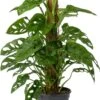 Gatenplant (Monstera Obliqua 'Monkey Mask') D 16 H 60 Cm -Groene Bloom Winkel 8720196906918 0