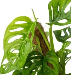 Gatenplant (Monstera Obliqua 'Monkey Mask') D 16 H 60 Cm -Groene Bloom Winkel 8720196906918 2