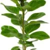 Rubberboom (Ficus Altissima 'Yellow Jam') D 21 H 100 Cm 2 Rubberboom (Ficus Altissima 'Yellow Jam') D 21 H 100 Cm -Groene Bloom Winkel 8720196938469 0