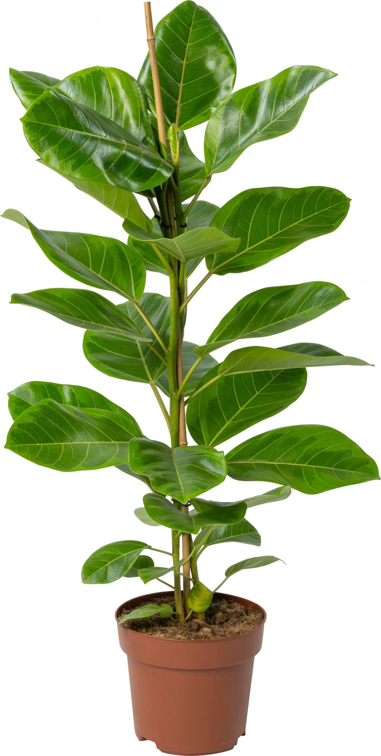 Rubberboom (Ficus Altissima 'Yellow Jam') D 21 H 100 Cm 3 Rubberboom (Ficus Altissima 'Yellow Jam') D 21 H 100 Cm