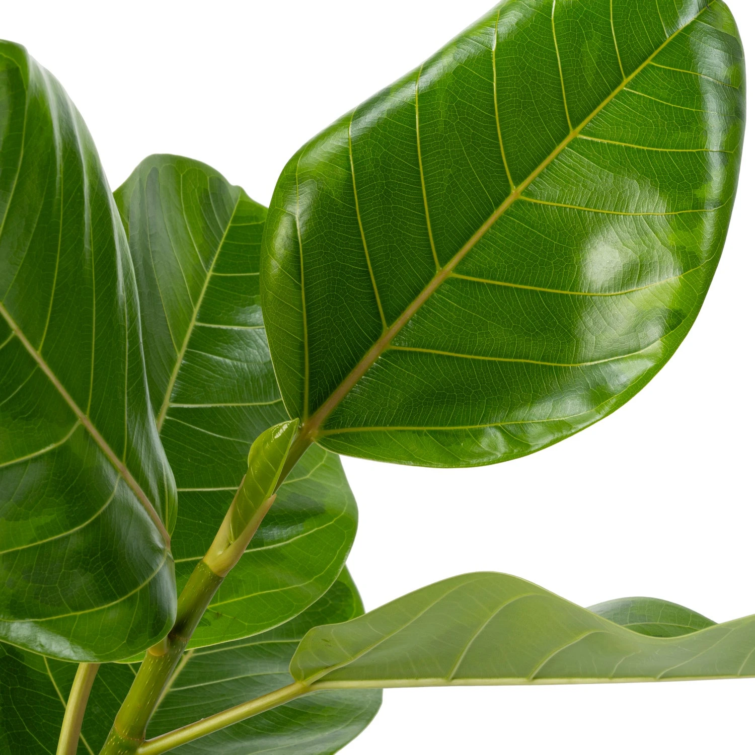 Rubberboom (Ficus Altissima 'Yellow Jam') D 21 H 100 Cm 4 Rubberboom (Ficus Altissima 'Yellow Jam') D 21 H 100 Cm - Afbeelding 2