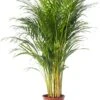 Goudpalm (Dypsis Lutescens) D 24 H 130 Cm -Groene Bloom Winkel 8720196946372 0
