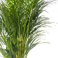 Goudpalm (Dypsis Lutescens) D 24 H 130 Cm -Groene Bloom Winkel 8720196946372 2