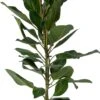 BanYanvijg (Ficus Benghalensis 'Joy') D 21 H 110 Cm -Groene Bloom Winkel 8720196947638 0