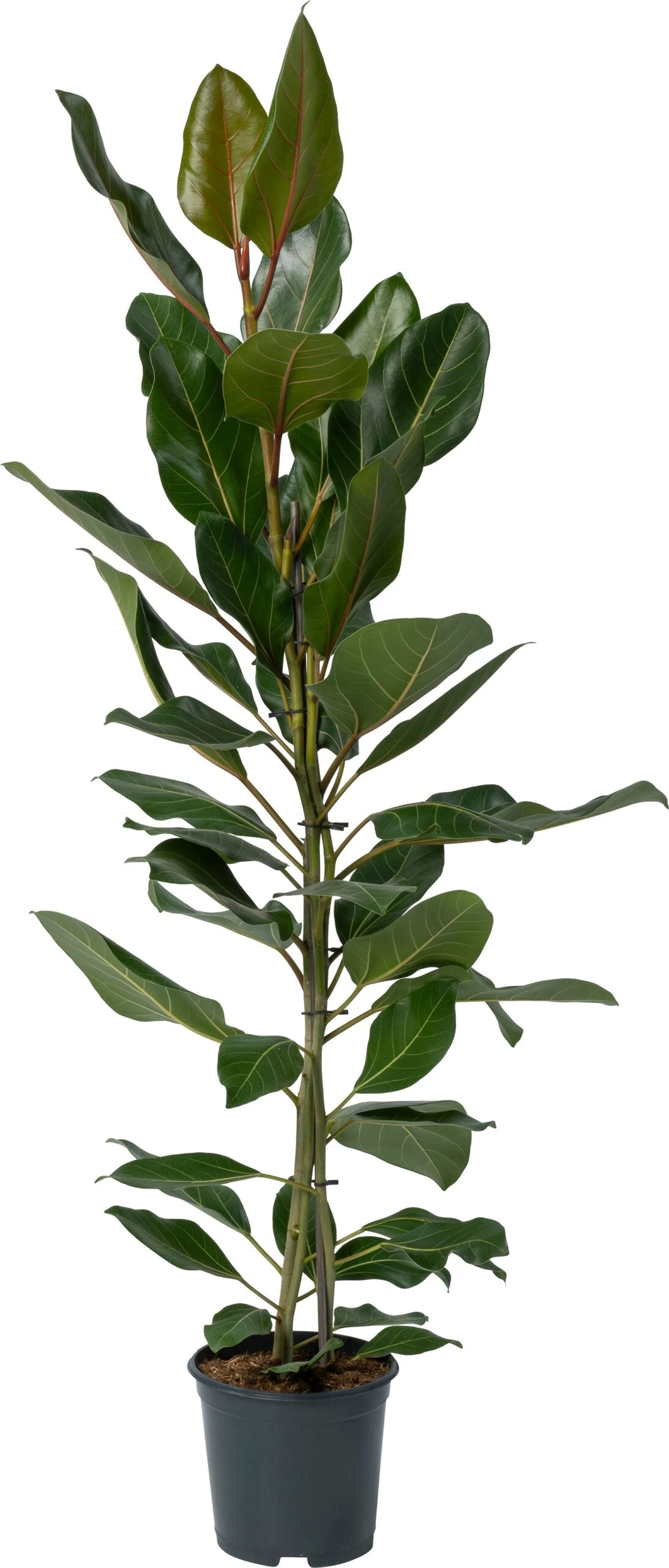 BanYanvijg (Ficus Benghalensis 'Joy') D 21 H 110 Cm 3 BanYanvijg (Ficus Benghalensis 'Joy') D 21 H 110 Cm