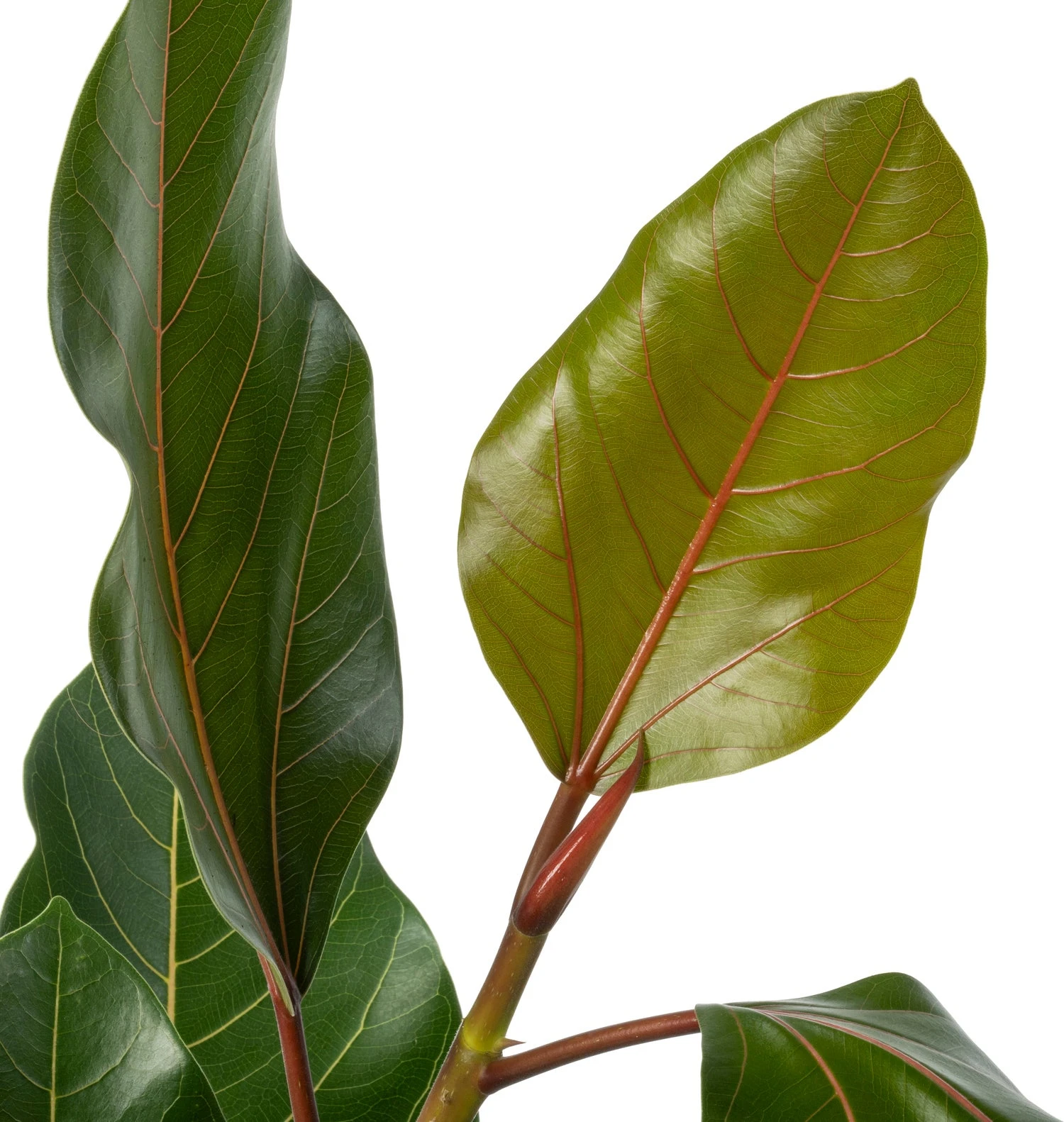 BanYanvijg (Ficus Benghalensis 'Joy') D 21 H 110 Cm 4 BanYanvijg (Ficus Benghalensis 'Joy') D 21 H 110 Cm - Afbeelding 2