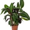 Calathea (Calathea Warscewiczii) D 27 H 100 Cm 1 Calathea (Calathea Warscewiczii) D 27 H 100 Cm -Groene Bloom Winkel 8720196948208 0
