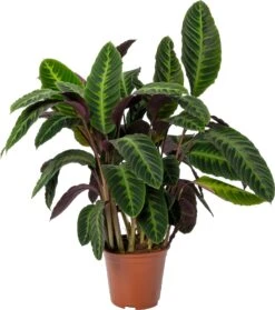 Calathea (Calathea Warscewiczii) D 27 H 100 Cm