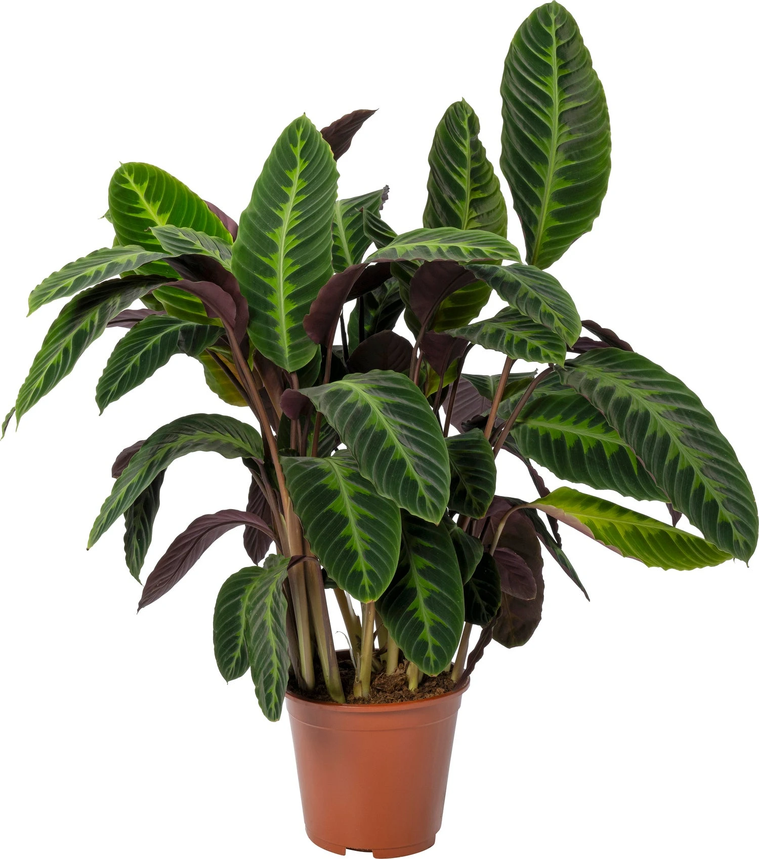 Calathea (Calathea Warscewiczii) D 27 H 100 Cm 3 Calathea (Calathea Warscewiczii) D 27 H 100 Cm