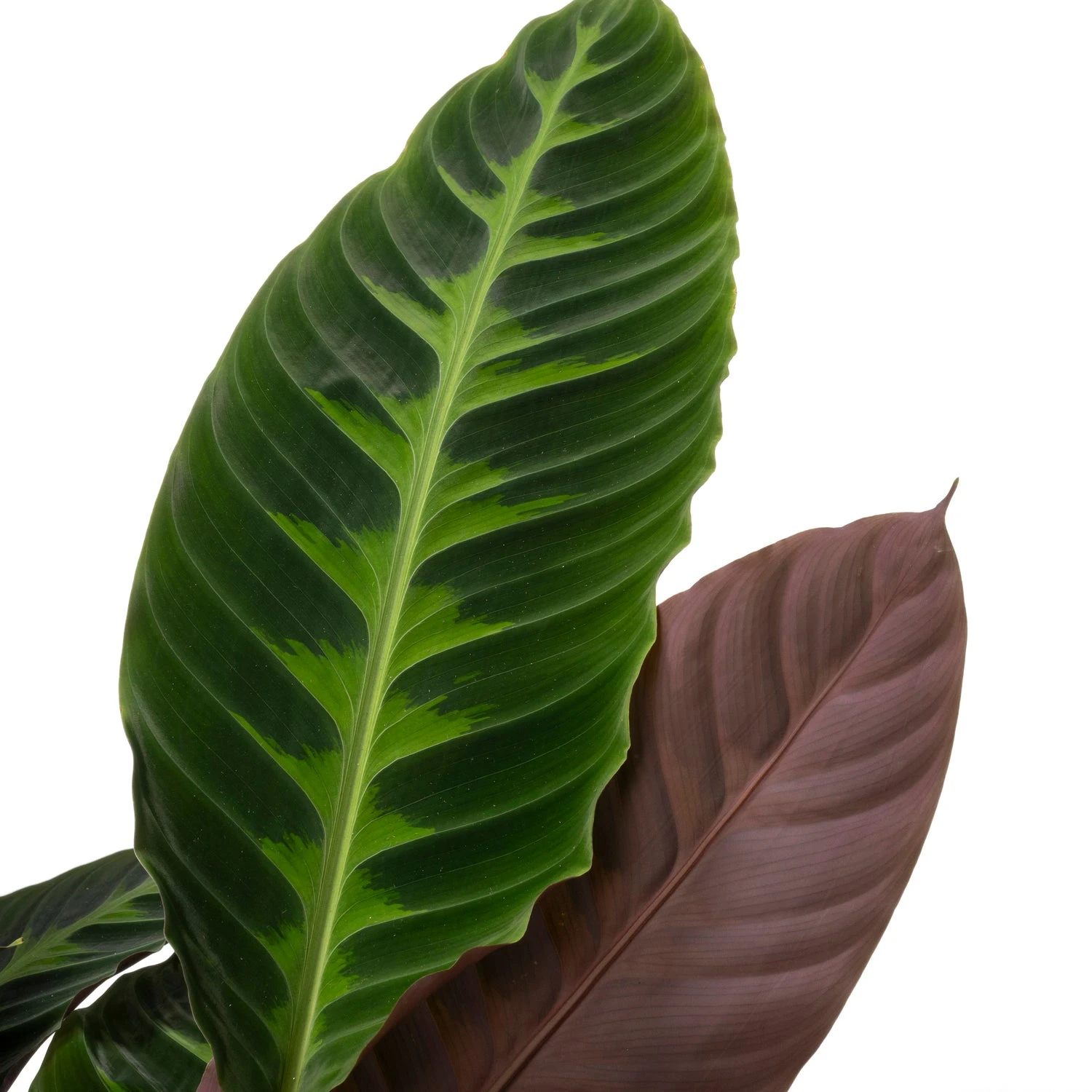 Calathea (Calathea Warscewiczii) D 27 H 100 Cm 4 Calathea (Calathea Warscewiczii) D 27 H 100 Cm - Afbeelding 2