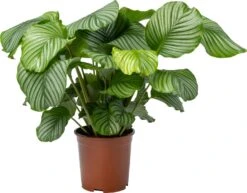 Calathea (Calathea Orbifolia) D 27 H 90 Cm