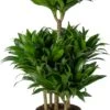 Drakenbloedboom (Dracaena Fragrans 'Compacta') D 24 H 100 Cm 2 Drakenbloedboom (Dracaena Fragrans 'Compacta') D 24 H 100 Cm -Groene Bloom Winkel 8720196952601 0