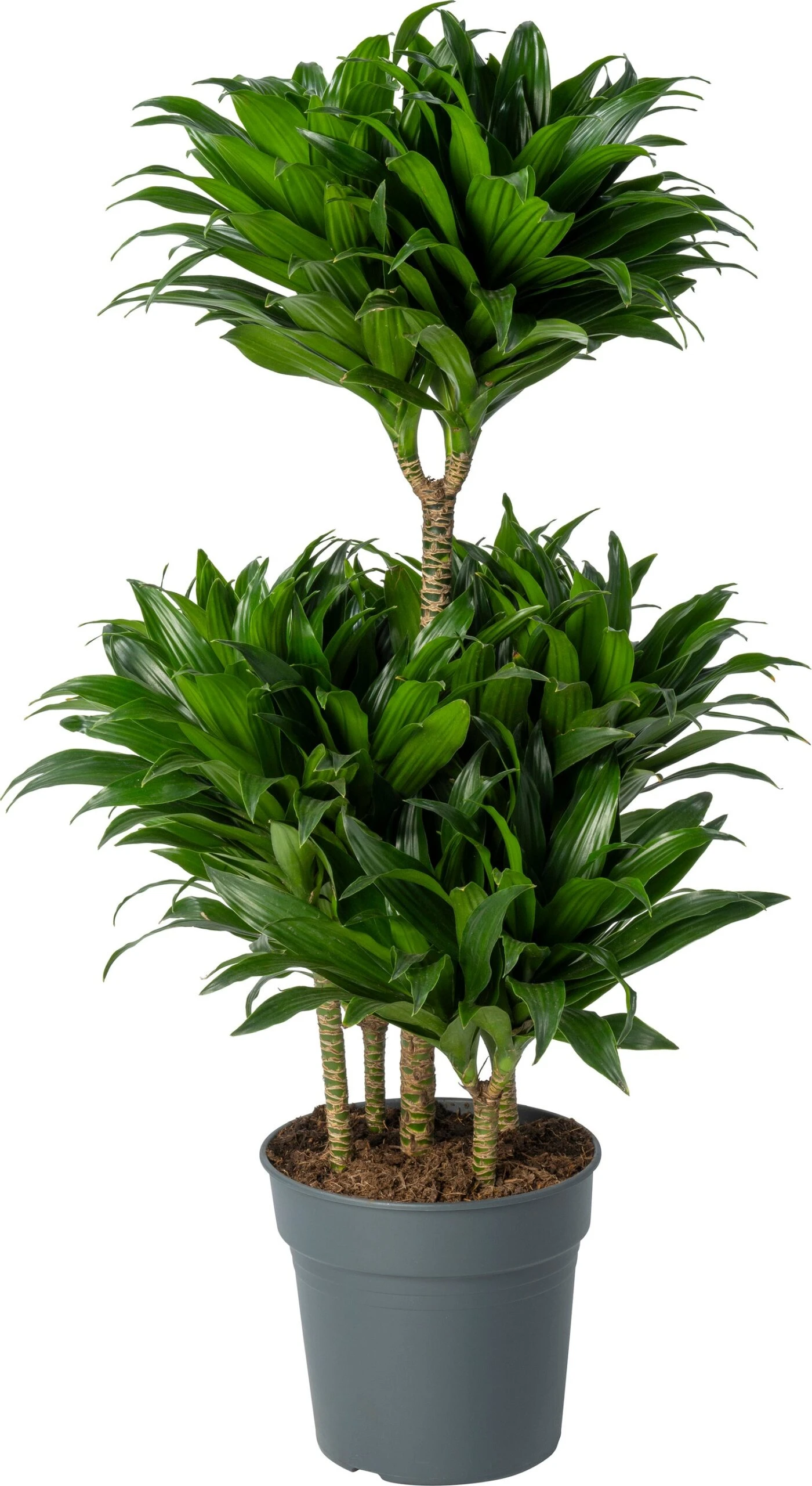 Drakenbloedboom (Dracaena Fragrans 'Compacta') D 24 H 100 Cm 3 Drakenbloedboom (Dracaena Fragrans 'Compacta') D 24 H 100 Cm