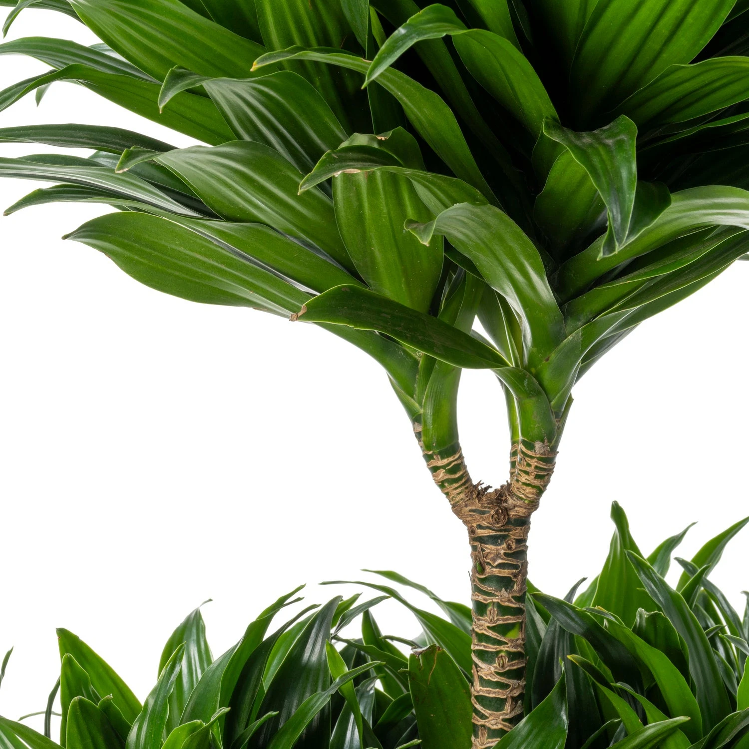Drakenbloedboom (Dracaena Fragrans 'Compacta') D 24 H 100 Cm 4 Drakenbloedboom (Dracaena Fragrans 'Compacta') D 24 H 100 Cm - Afbeelding 2