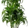 Drakenbloedboom (Dracaena Fragrans 'Dorado') D 24 H 110 Cm 2 Drakenbloedboom (Dracaena Fragrans 'Dorado') D 24 H 110 Cm -Groene Bloom Winkel 8720196952663 0