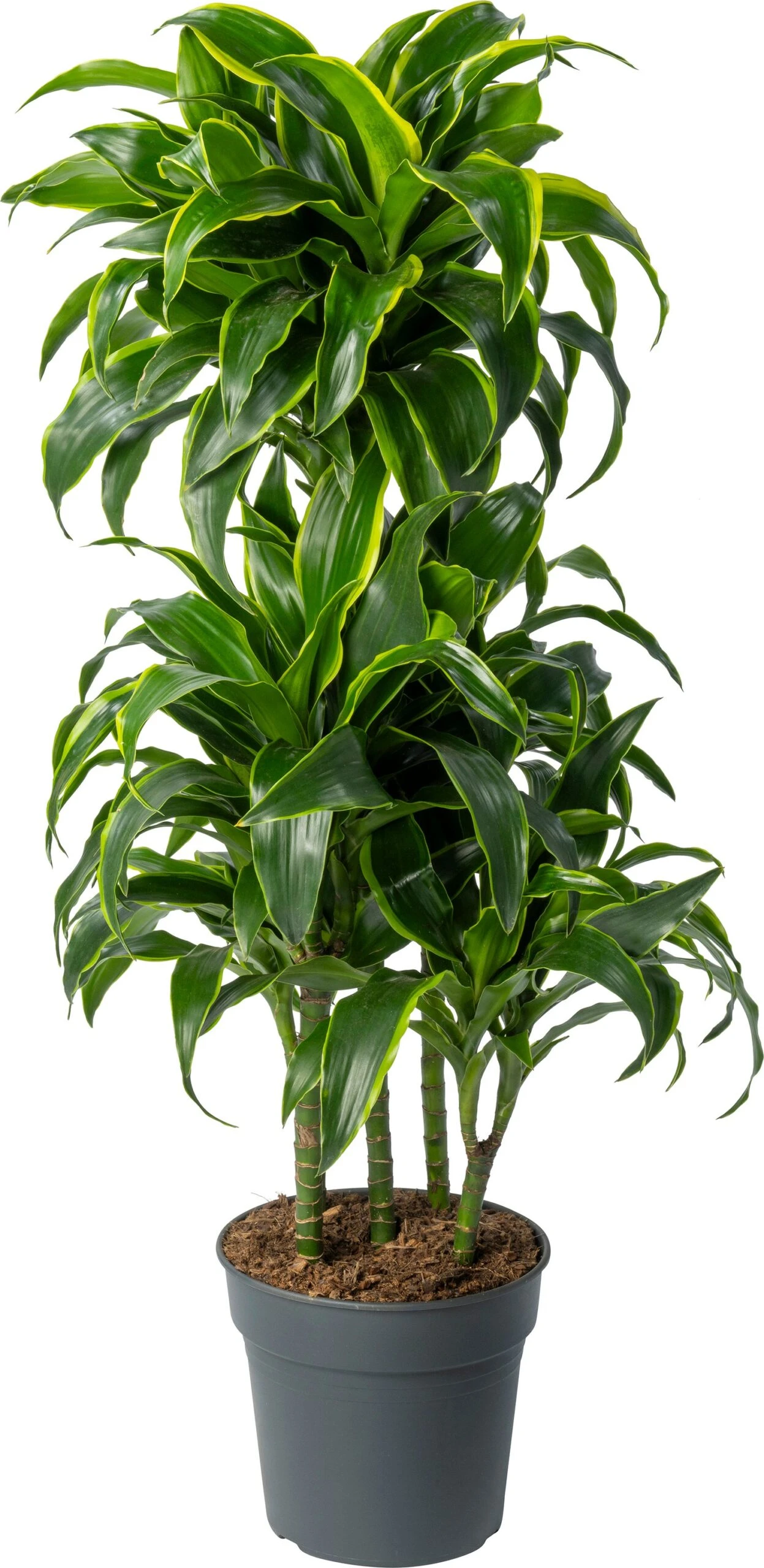 Drakenbloedboom (Dracaena Fragrans 'Dorado') D 24 H 110 Cm 3 Drakenbloedboom (Dracaena Fragrans 'Dorado') D 24 H 110 Cm