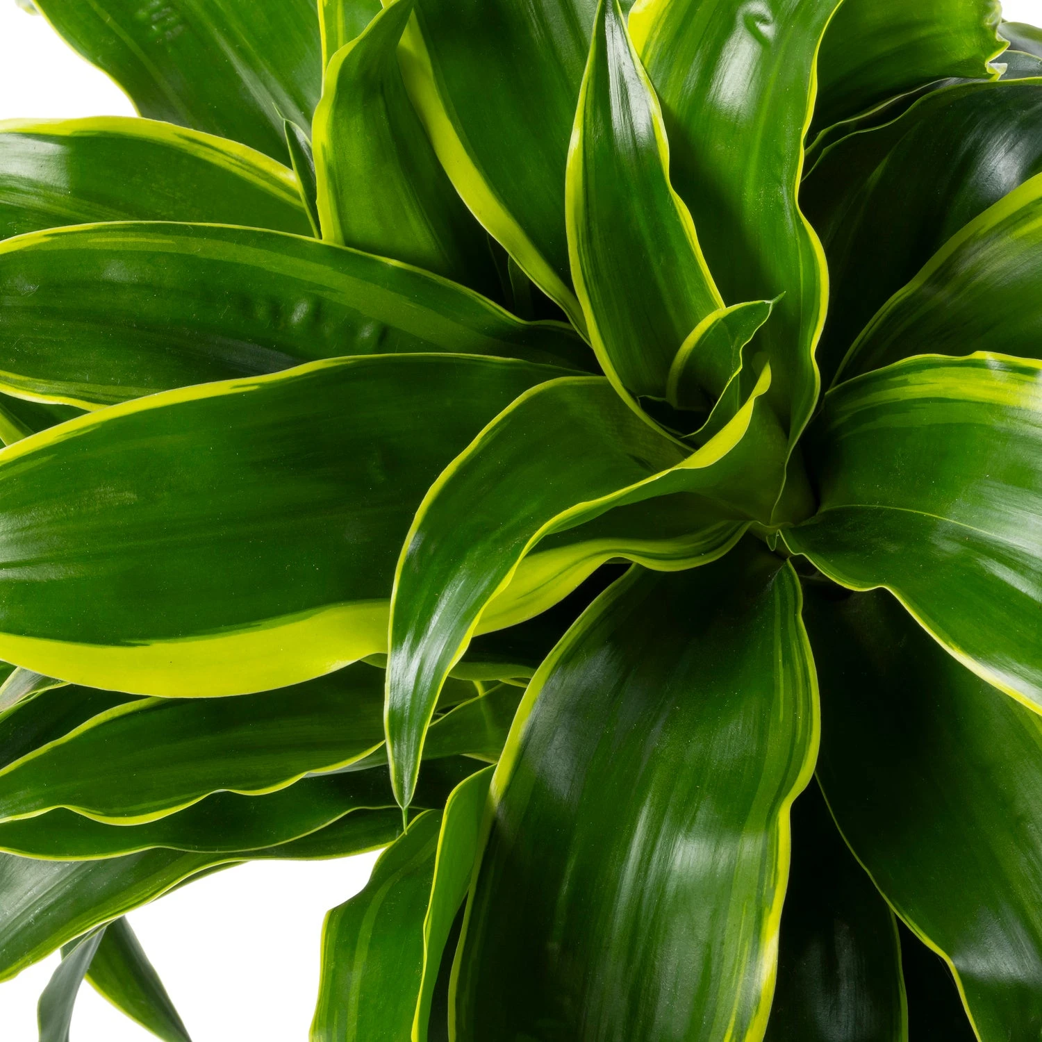 Drakenbloedboom (Dracaena Fragrans 'Dorado') D 24 H 110 Cm 4 Drakenbloedboom (Dracaena Fragrans 'Dorado') D 24 H 110 Cm - Afbeelding 2