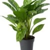 Aglaonema (Aglaonema 'Stripes') D 24 H 60 Cm -Groene Bloom Winkel 8720196952700 0