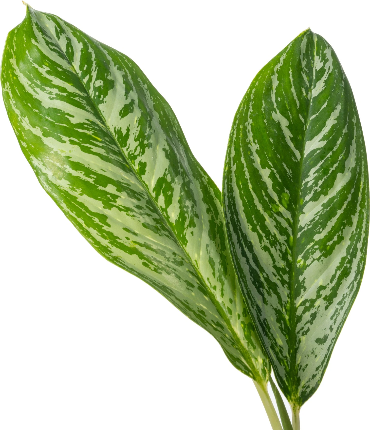 Aglaonema (Aglaonema 'Golden Madonna') D 24 H 60 Cm 4 Aglaonema (Aglaonema 'Golden Madonna') D 24 H 60 Cm - Afbeelding 2
