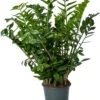 Zamioculcas (Zamioculcas Zamiifolia) D 27 H 110 Cm 2 Zamioculcas (Zamioculcas Zamiifolia) D 27 H 110 Cm -Groene Bloom Winkel 8720196954445 0