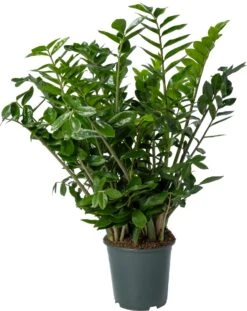 Zamioculcas (Zamioculcas Zamiifolia) D 27 H 110 Cm