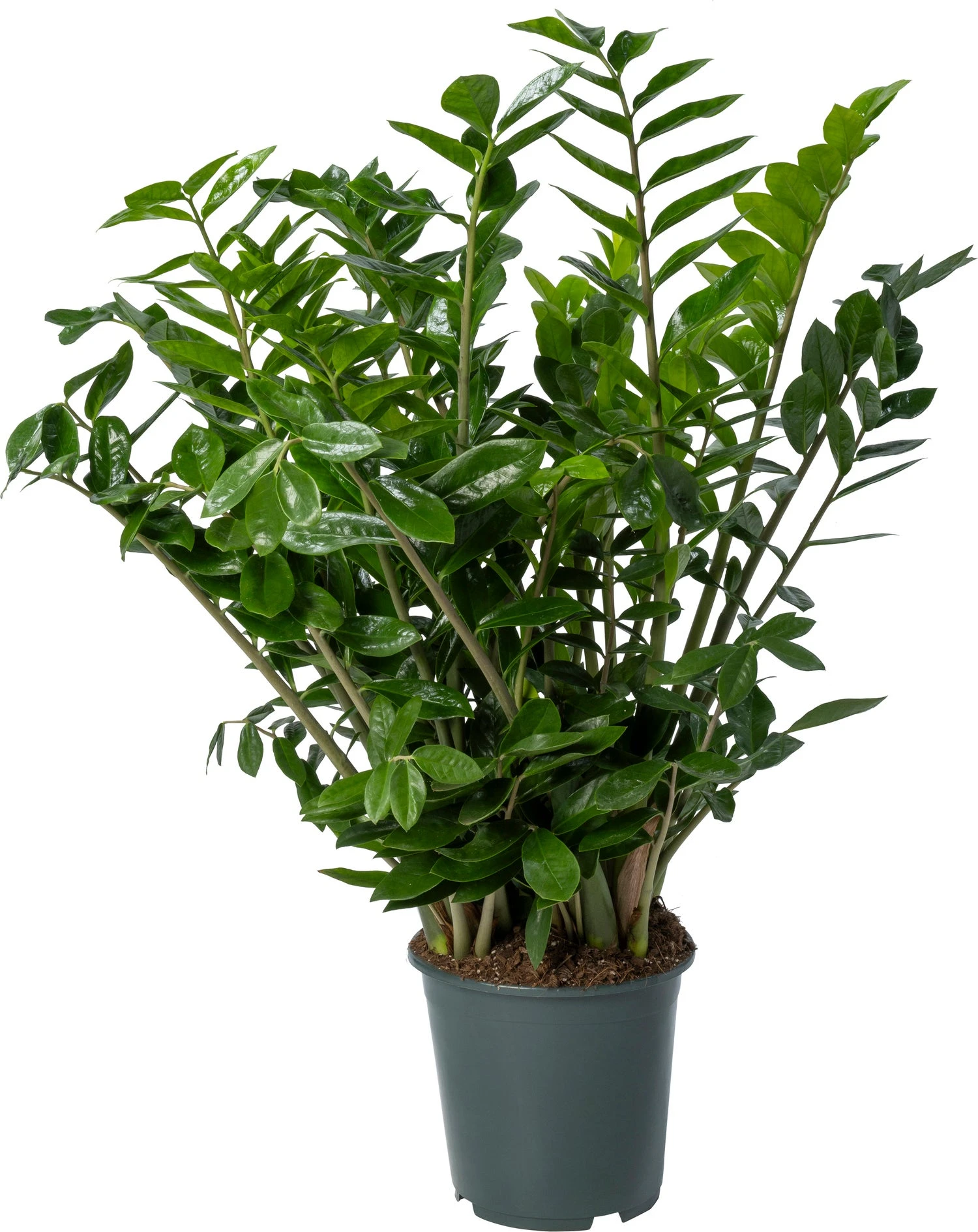 Zamioculcas (Zamioculcas Zamiifolia) D 27 H 110 Cm 3 Zamioculcas (Zamioculcas Zamiifolia) D 27 H 110 Cm