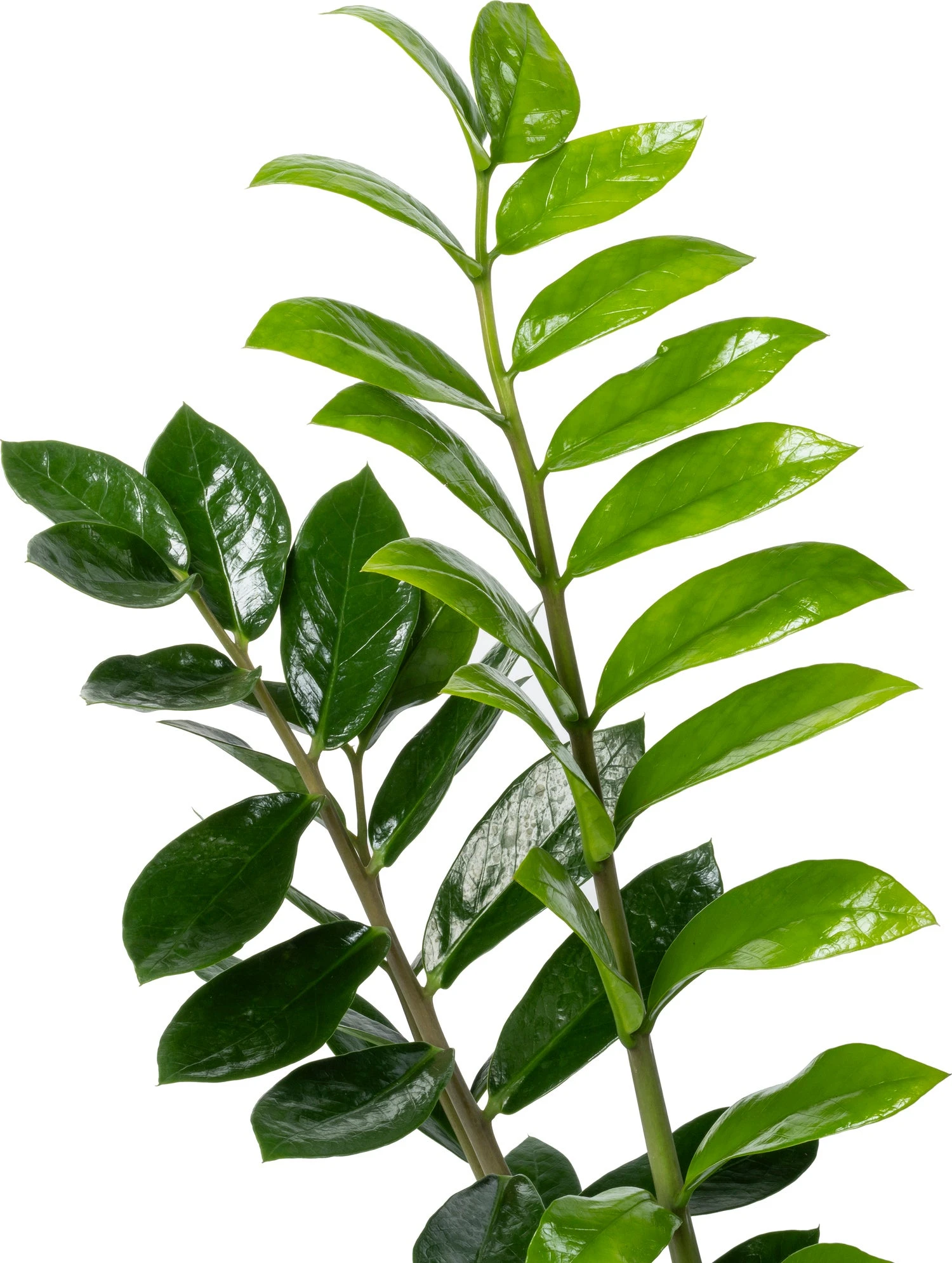 Zamioculcas (Zamioculcas Zamiifolia) D 27 H 110 Cm 4 Zamioculcas (Zamioculcas Zamiifolia) D 27 H 110 Cm - Afbeelding 2