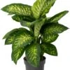 Dieffenbachia (Dieffenbachia 'Reeva') D 21 H 75 Cm -Groene Bloom Winkel 8720196956784 0