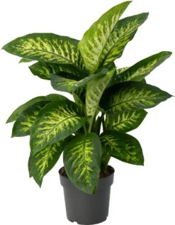 Dieffenbachia (Dieffenbachia 'Reeva') D 21 H 75 Cm