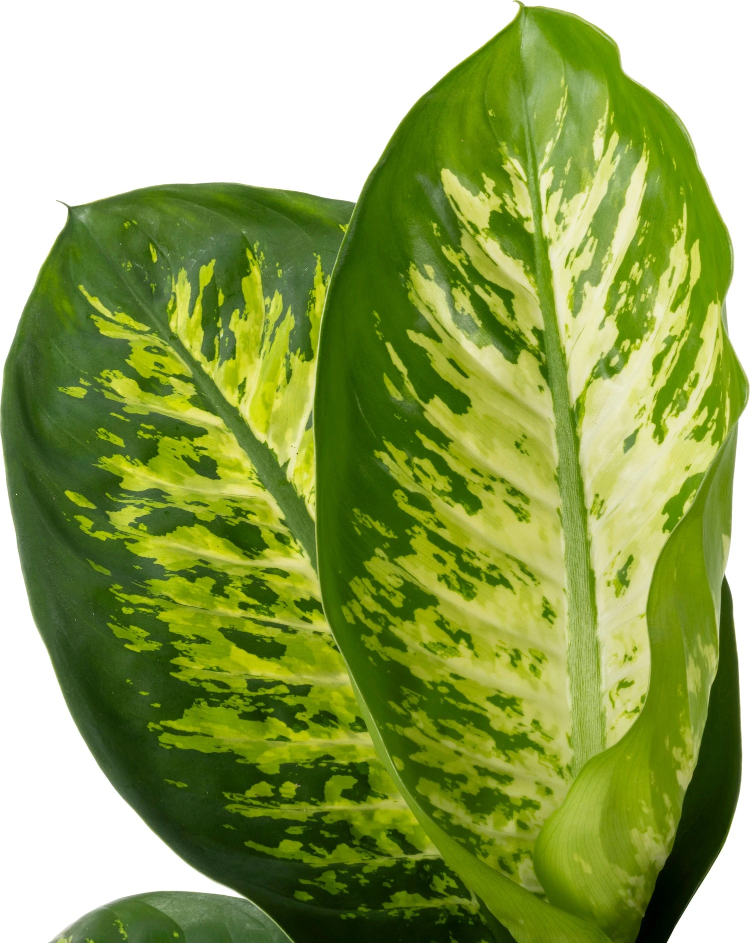 Dieffenbachia (Dieffenbachia 'Reeva') D 21 H 75 Cm 4 Dieffenbachia (Dieffenbachia 'Reeva') D 21 H 75 Cm - Afbeelding 2