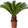 Palmvaren (Cycas Revoluta) D 21 H 80 Cm 2 Palmvaren (Cycas Revoluta) D 21 H 80 Cm -Groene Bloom Winkel 8720196957323 0