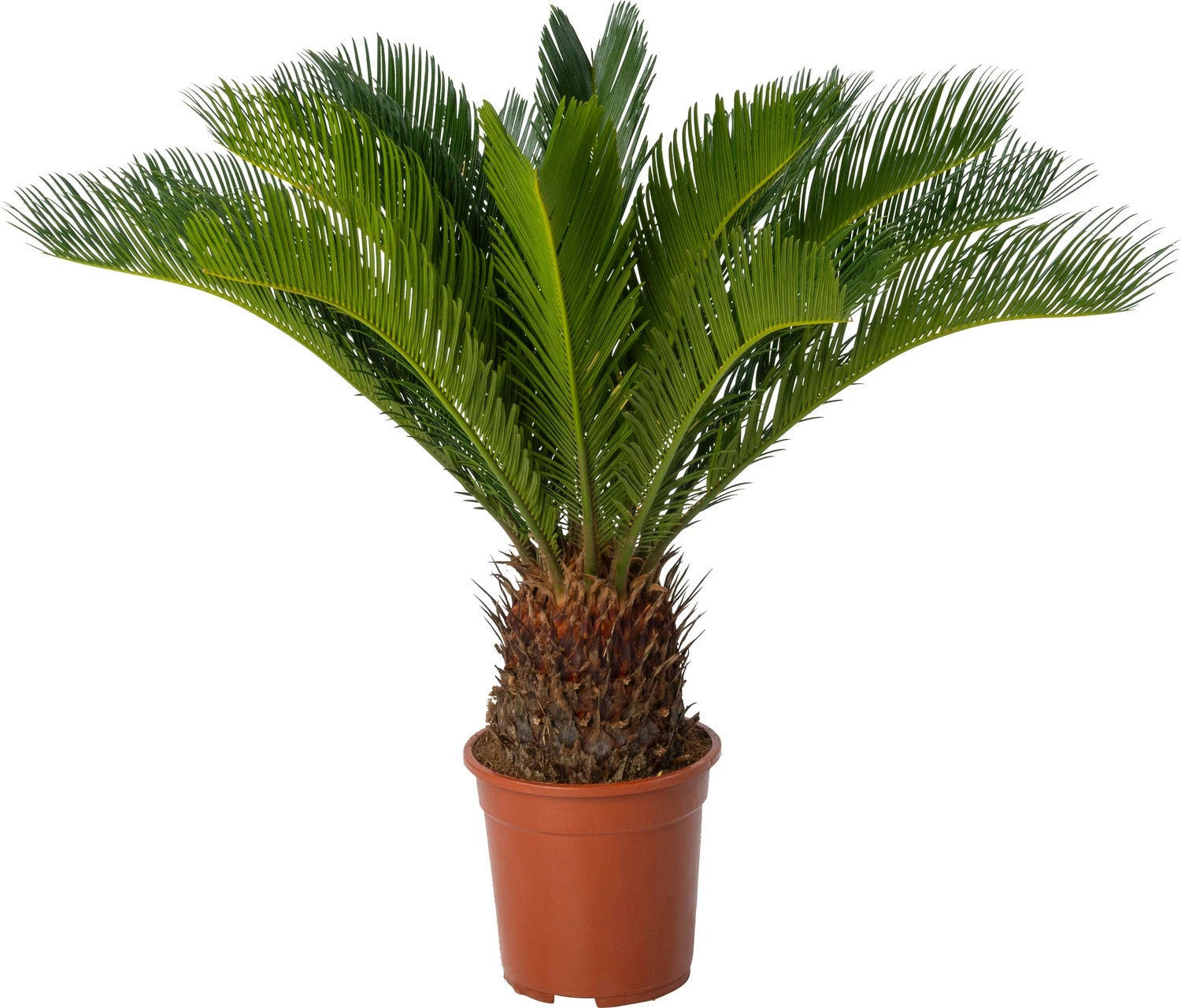 Palmvaren (Cycas Revoluta) D 21 H 80 Cm 3 Palmvaren (Cycas Revoluta) D 21 H 80 Cm