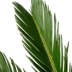 Palmvaren (Cycas Revoluta) D 21 H 80 Cm 5 Palmvaren (Cycas Revoluta) D 21 H 80 Cm -Groene Bloom Winkel 8720196957323 2