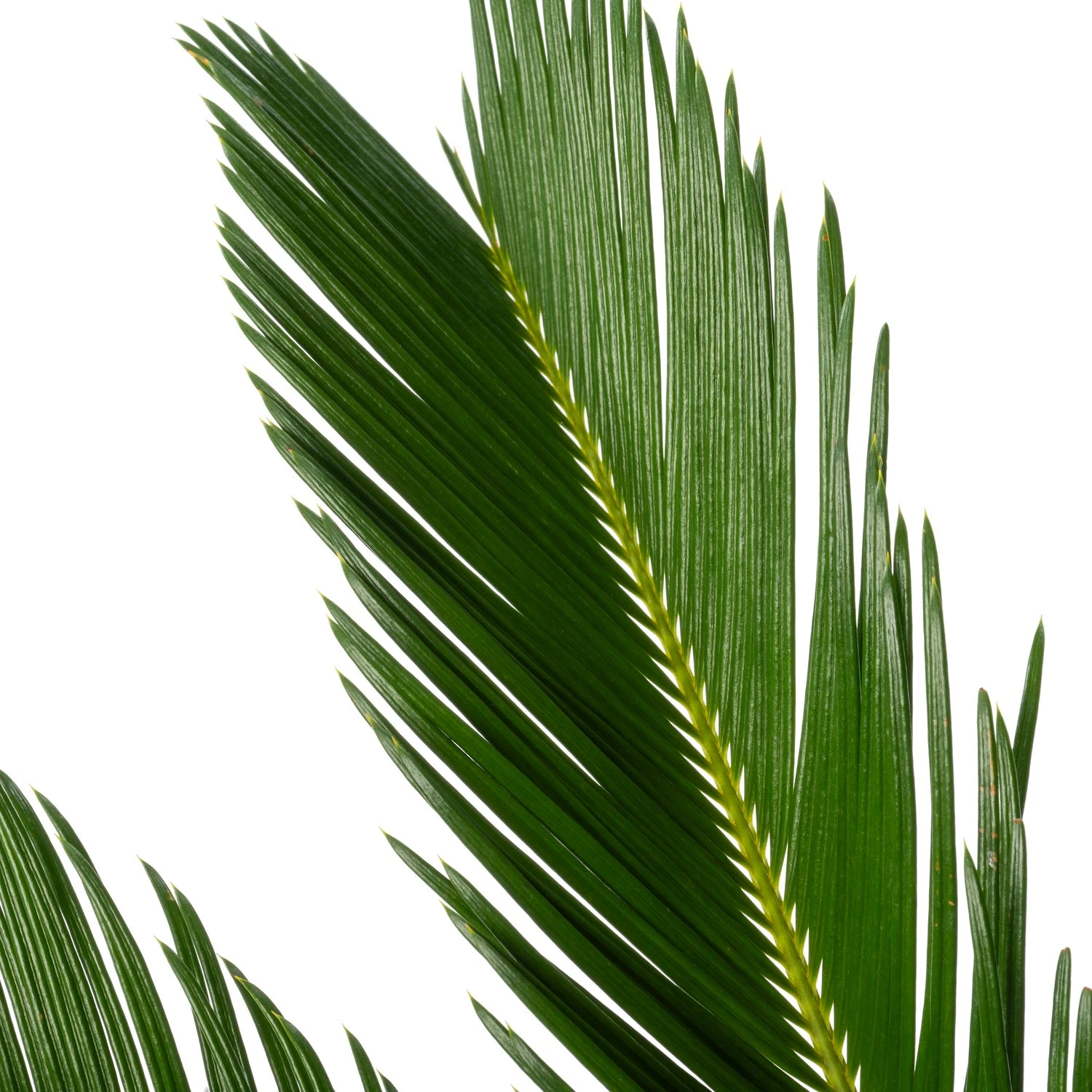 Palmvaren (Cycas Revoluta) D 21 H 80 Cm 4 Palmvaren (Cycas Revoluta) D 21 H 80 Cm - Afbeelding 2