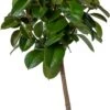 Rubberboom (Ficus Elastica 'Robusta') D 24 H 120 Cm 2 Rubberboom (Ficus Elastica 'Robusta') D 24 H 120 Cm -Groene Bloom Winkel 8720196957347 0