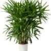 Bamboepalm (Rhapsis Excelsa) D 24 H 130 Cm 2 Bamboepalm (Rhapsis Excelsa) D 24 H 130 Cm -Groene Bloom Winkel 8720196957361 0