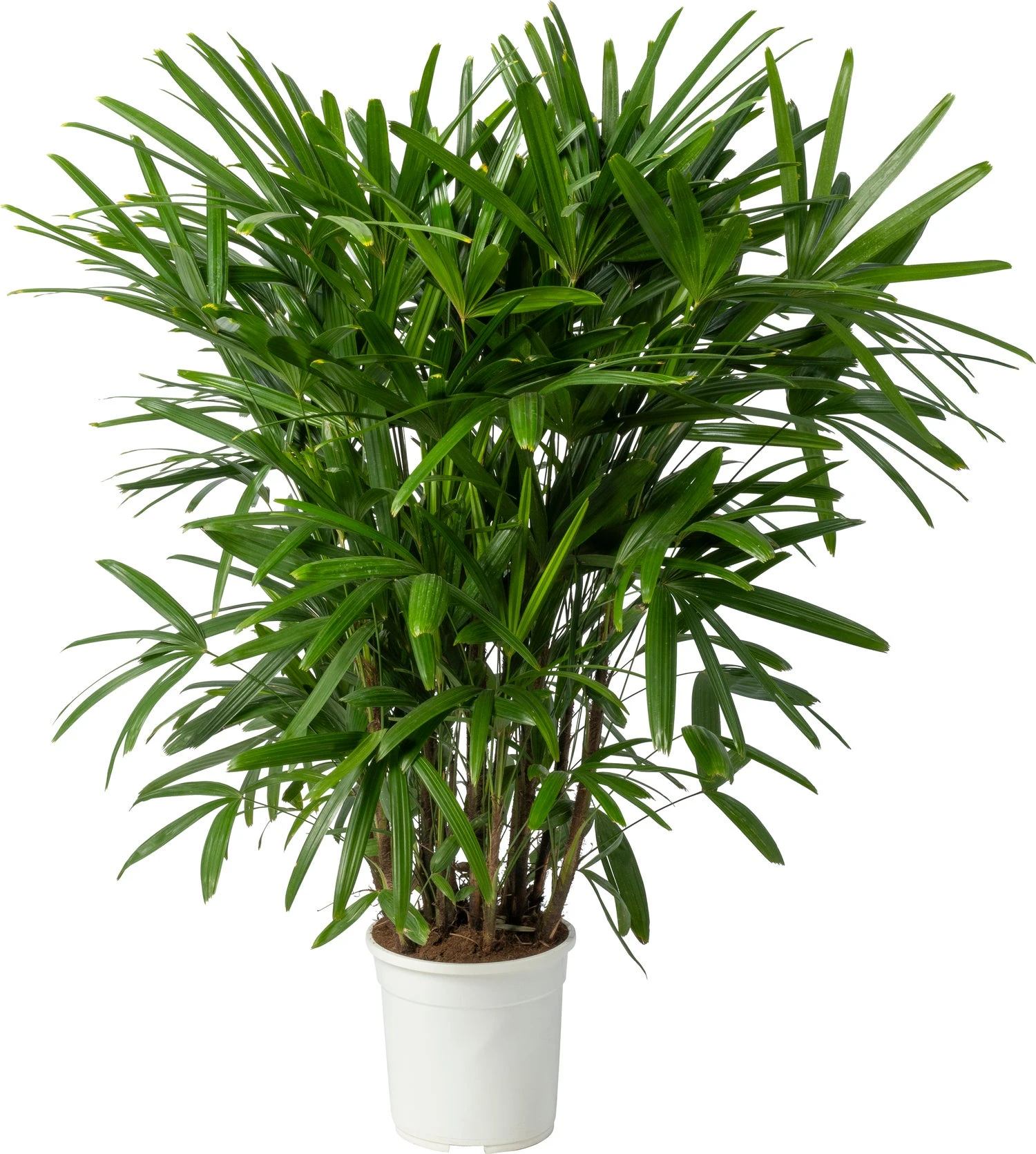 Bamboepalm (Rhapsis Excelsa) D 24 H 130 Cm 3 Bamboepalm (Rhapsis Excelsa) D 24 H 130 Cm