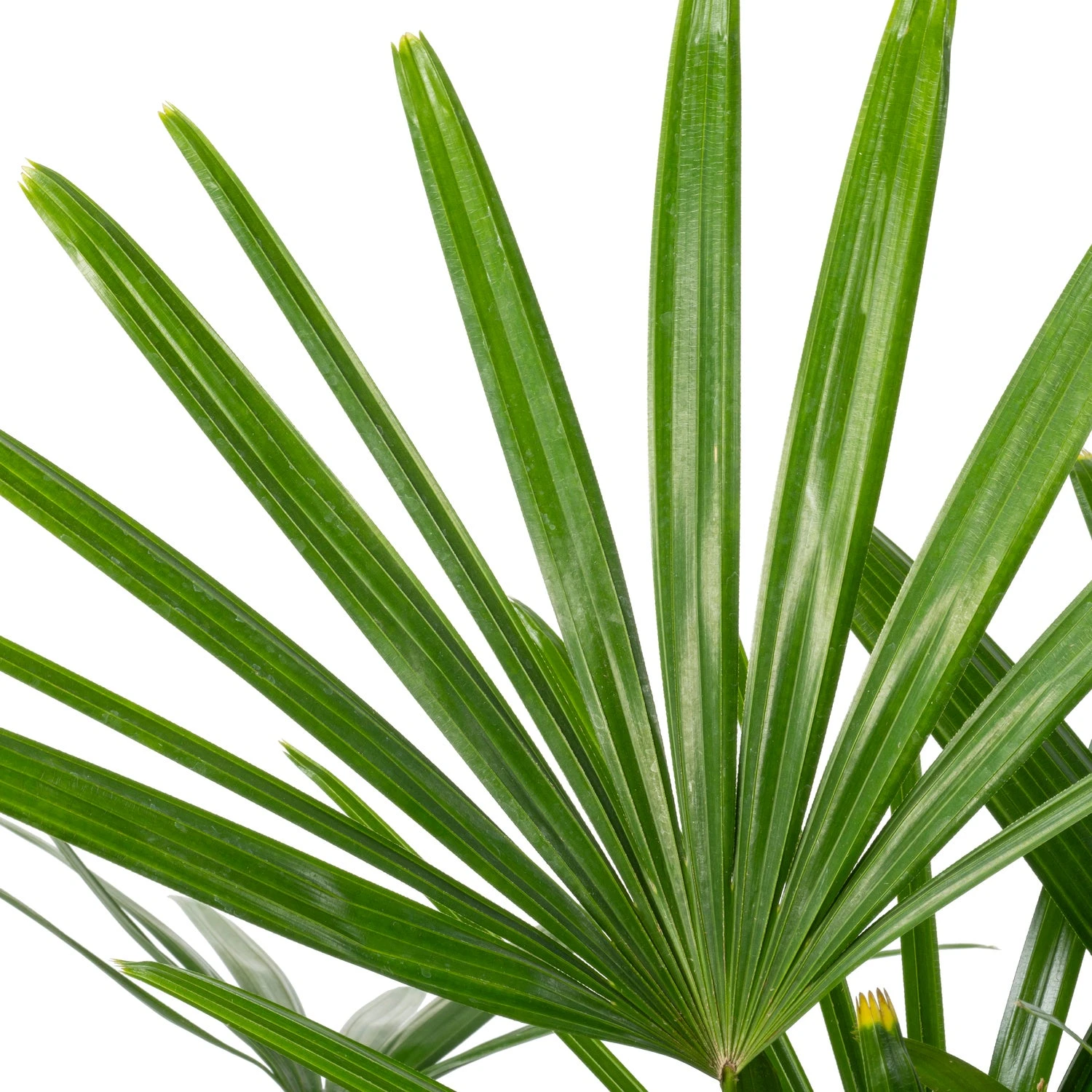 Bamboepalm (Rhapsis Excelsa) D 24 H 130 Cm 4 Bamboepalm (Rhapsis Excelsa) D 24 H 130 Cm - Afbeelding 2