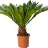 Palmvaren (Cycas Revoluta) D 24 H 90 Cm -Groene Bloom Winkel 8720196957385 0