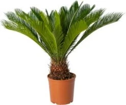 Palmvaren (Cycas Revoluta) D 24 H 90 Cm