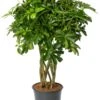 Vingersboom (Schefflera Arboricola 'Compacta') D 24 H 100 Cm -Groene Bloom Winkel 8720196959730 0
