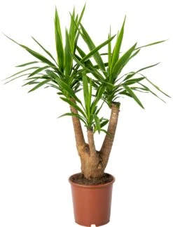 Yucca (Yucca Elephantipes 'Puck') D 21 H 70 Cm