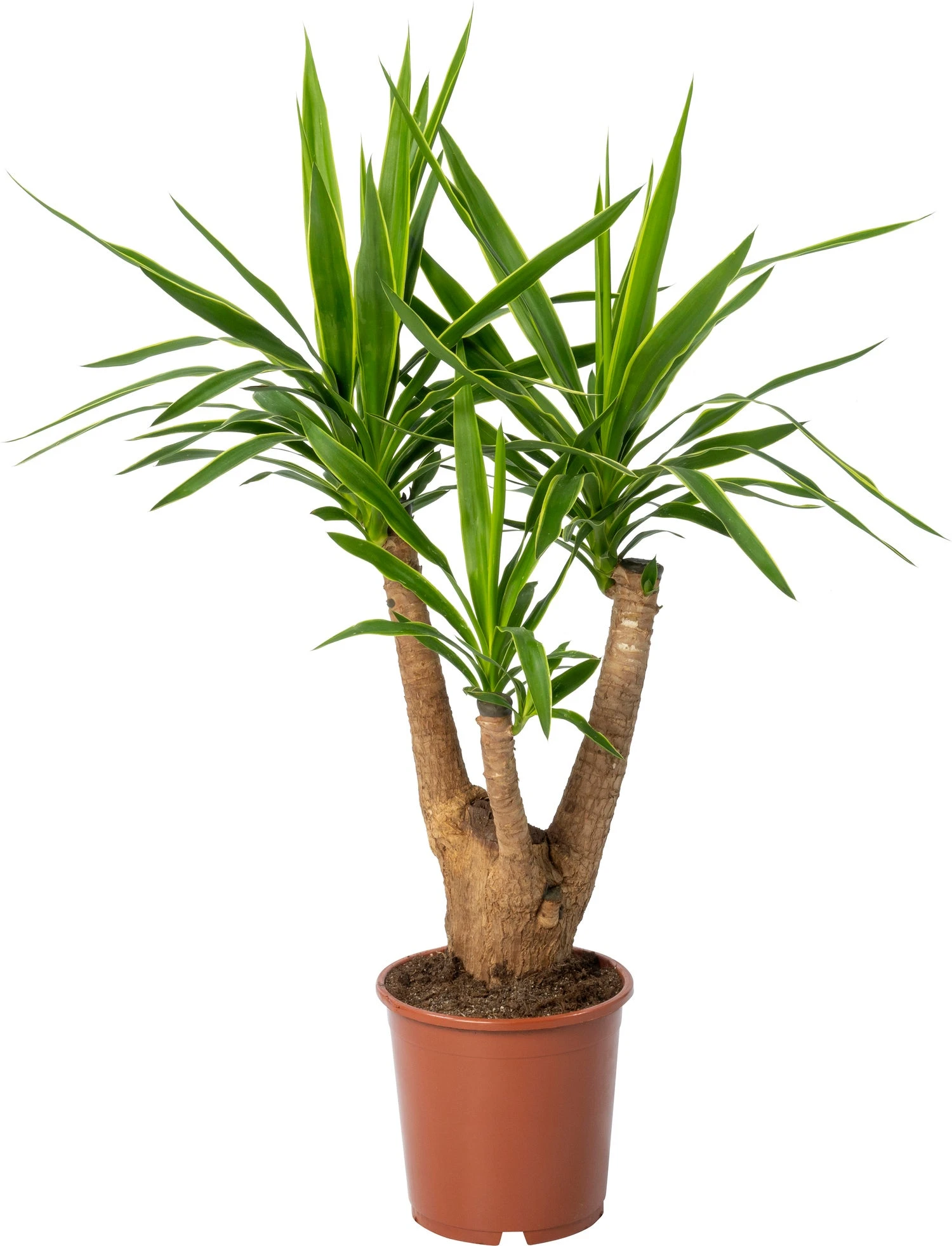 Yucca (Yucca Elephantipes 'Puck') D 21 H 70 Cm 3 Yucca (Yucca Elephantipes 'Puck') D 21 H 70 Cm