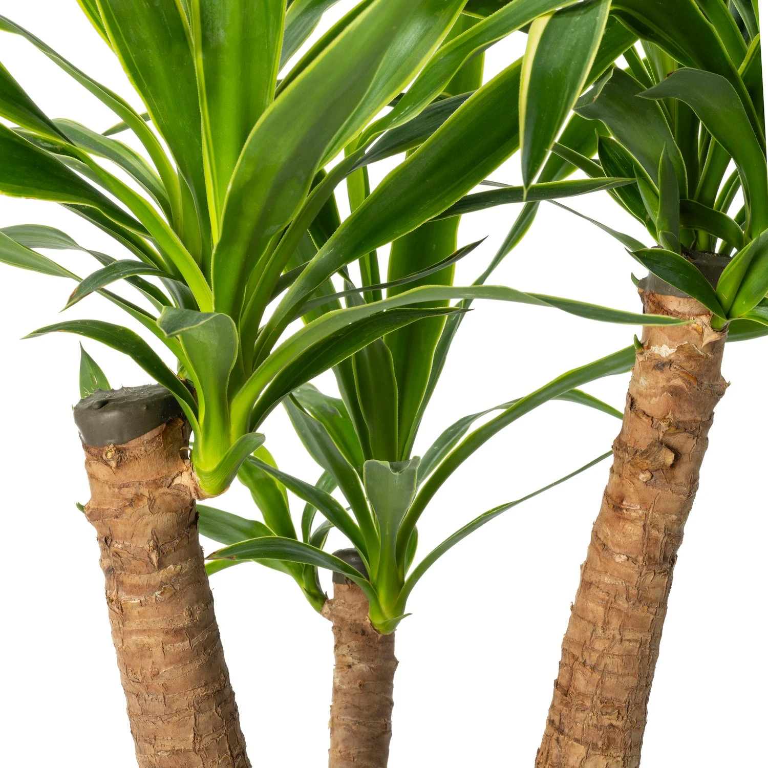 Yucca (Yucca Elephantipes 'Puck') D 21 H 70 Cm 4 Yucca (Yucca Elephantipes 'Puck') D 21 H 70 Cm - Afbeelding 2