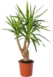 Yucca (Yucca Elephantipes 'Puck') D 24 H 90 Cm